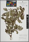 Foto von Salix atrocinerea Brot. x Salix caprea L.